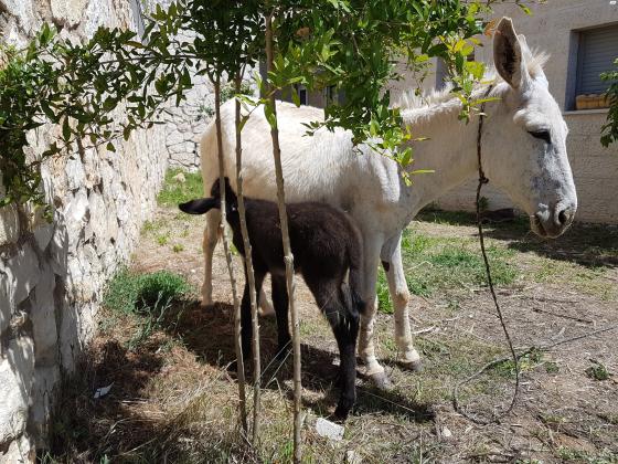 אתון טובה לילדים