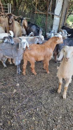 גדים בלדי למכירה זכרים ונקבות