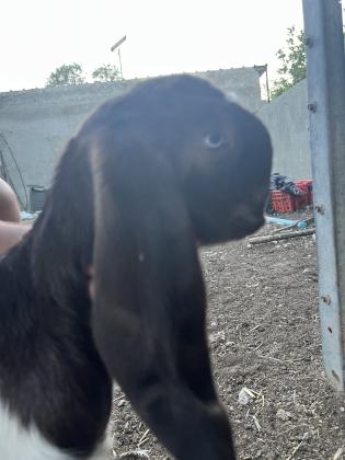 עזים שאמי נקבות בהריון גדיים