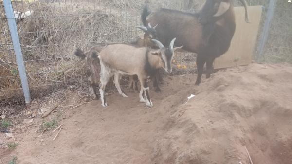 עז אלפיני מהממם 2200 ש''ח