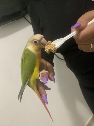 תוכי גרינציק ילו סיד צבע