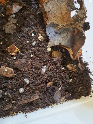 מין טרופי מיוחד בשם ''מלך