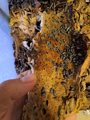 איזופוד ''זברה'' ARMADILLIDIUM MACULATUM...