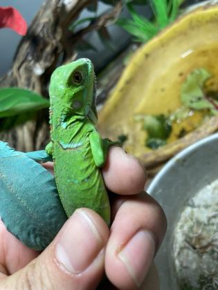 איגואנה בייבי ירוקה 700 שח