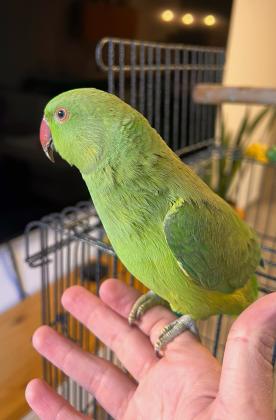 תוכי דררה האכלת יד, חמוד,