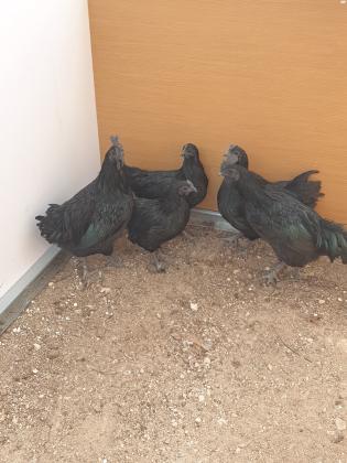 אפרוחים אנדוניסי כו דם גזעי