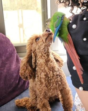 למכירה גורת פודל טוי אדומה