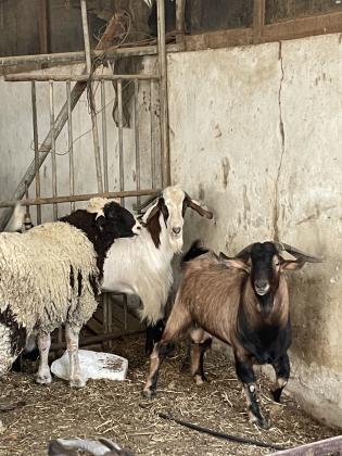 4 תיישים צעירים1כבש1עז קטנה פלוס גדי