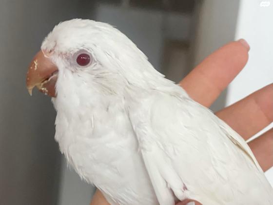 תוכי נזיר לבן