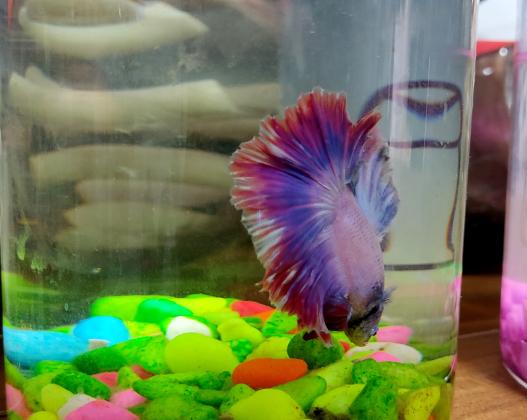 דגי עקרב דלתא בשלל צבעים