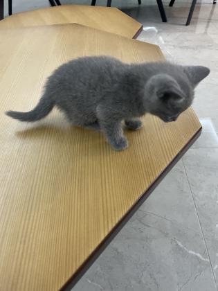 זכר בריטי גזעי גיל : חודש וחצי