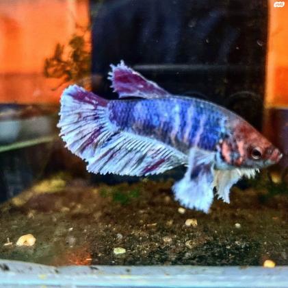 דגי קרב מיוחדים ונדירים שהגיעו