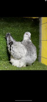 יונים ענקיות קינג פרנש ונוי