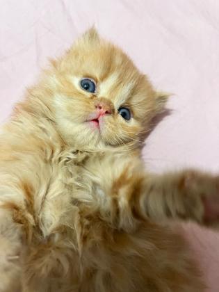 2 חתולים בצבע אפרסק (אחד