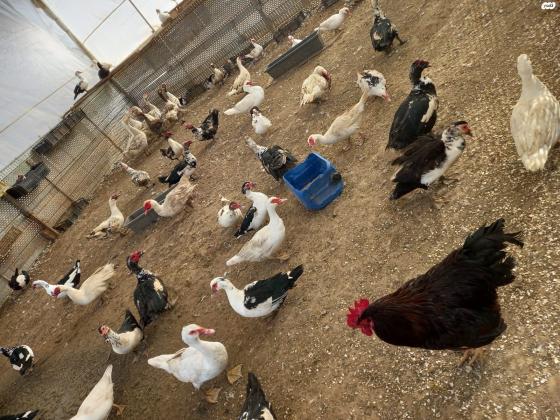 זכרים ונקבות בגילאי 0