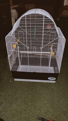 תוכי דררה למכירה בן חודשיים