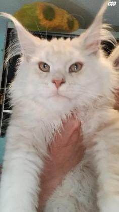 גור מיין קון מהמם להפליא בן 3