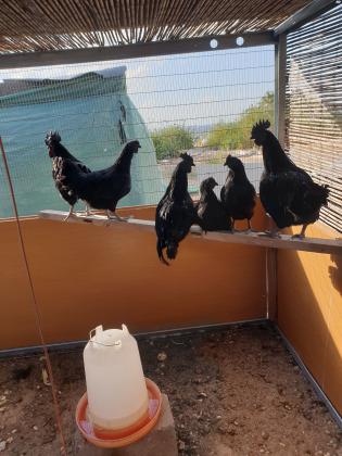 אפרוחים אנדוניסי כו דם גזעי