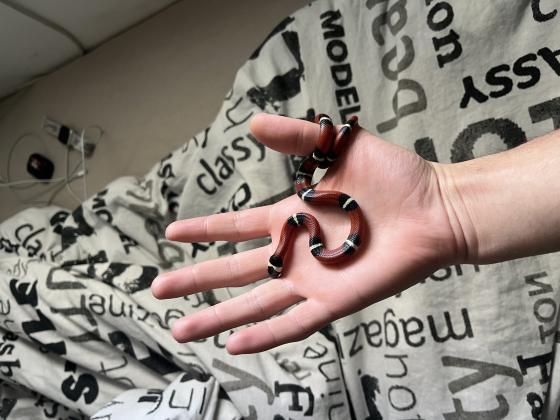 נחש מילק נלסון נקבה יפה