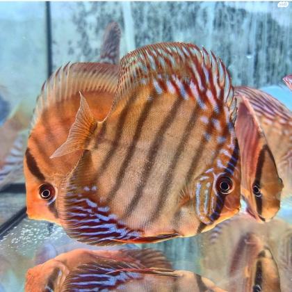 דיסקוסים 9 10 סמבריאים גדולים