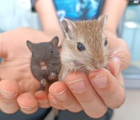 למסירה גורי גרבילים חומים ושחורים
