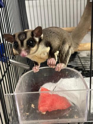 פומיקי יוצא למכירה הקב חוסר