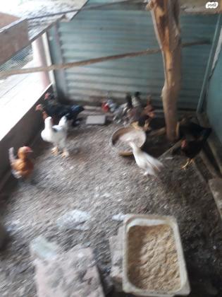 למכירה ארבע תרנגולים בלאדי צעירים