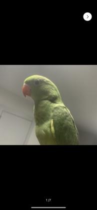 תוכי דררה למכירה בן חודשיים