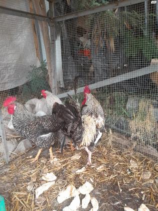 למכירה בהזדמנות