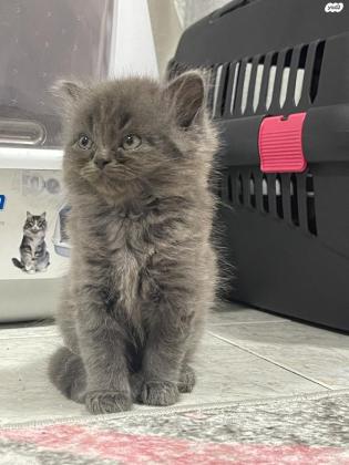 גורי סקוטי פולד שיער ארוך