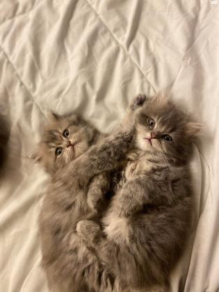 למכירה אזור כרמיאל שירזי /סקוטי