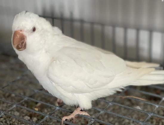 תוכי נזיר לבן