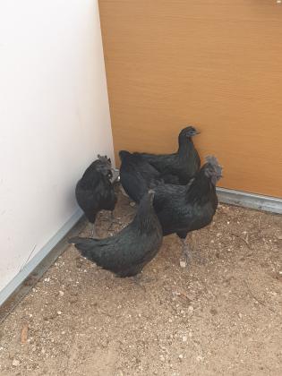 אפרוחים אנדוניסי כו דם גזעי