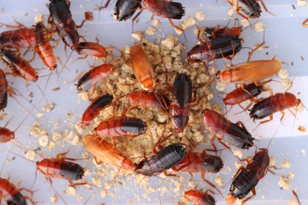 למכירה תיקני רד ראנרים בכל