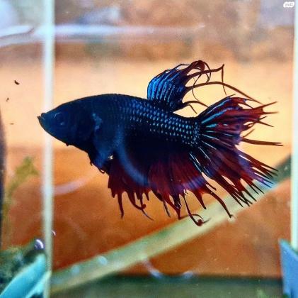 דגי קרב מיוחדים ונדירים שהגיעו