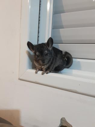 צ'ינצ'ילה מהממת חברותית במיוחד בת