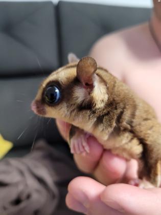 למכירה סנאי מעופף בגיל 8