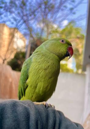 תוכי דררה האכלת יד, חמוד,