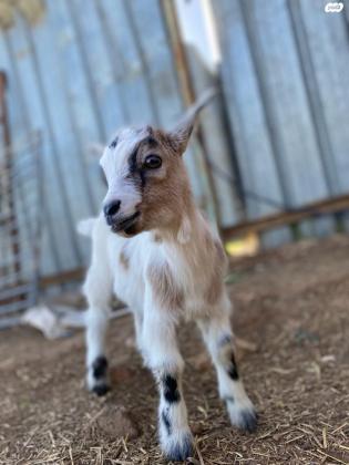 למכירה עיזים ננסיות יפיפיותזכר בוגר4