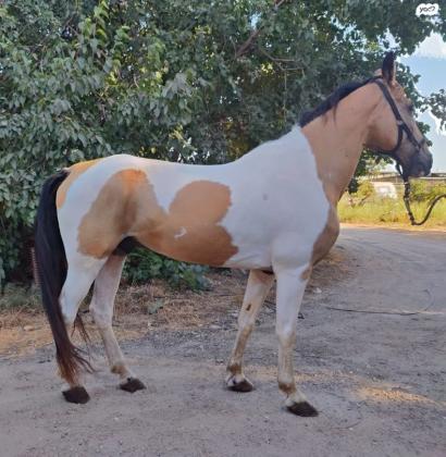 למכירה טנסי בן 12 מסורס