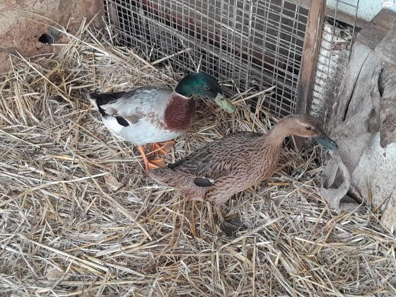 למכירה בהזדמנות