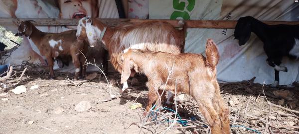 גדי באלדי טהור בין 4