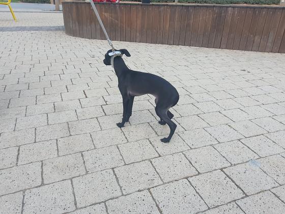 למכירה גורה יפה של גרייהאונד איטלקי ננסי