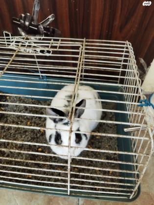 ארנב מתוק בצבע לבן עם