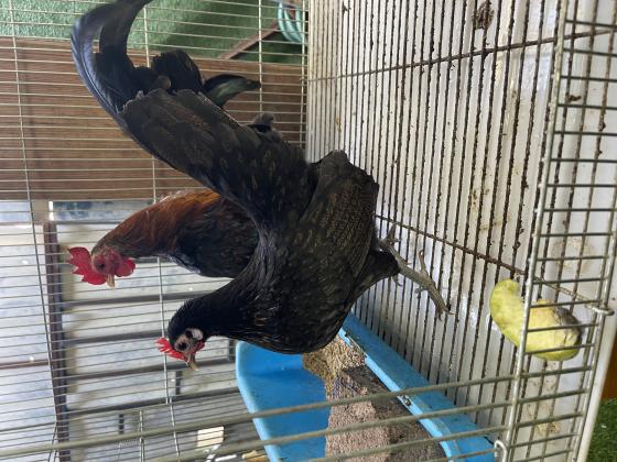 למכירה זוג תרנגולי סרהמה אמריקאי