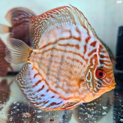 דיסקוסים 9 10 סמבריאים גדולים