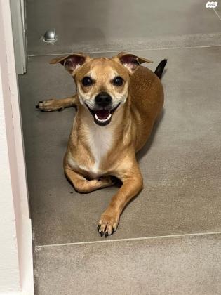 צ'יוואוה מעורב עם פינצ'ר ,בן