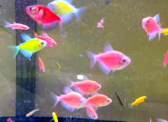 אלמנות גלופיש מהממים בשלל צבעים