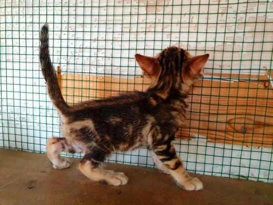 המלטה נדירה של חתולים בנגלים