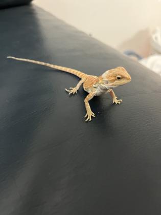 חרדון מזוקן בן חודש וחצי